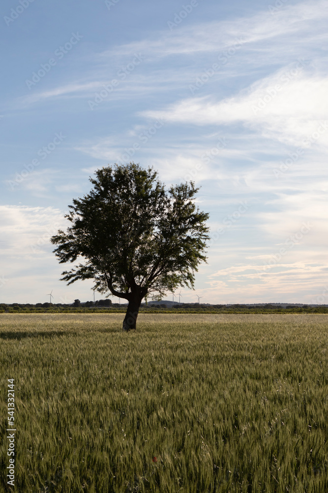 Obraz premium lonely green tree in open field with free space in vertical