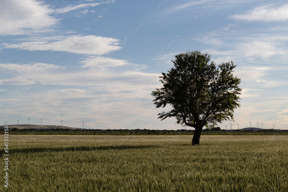 lonely green tree in open field with free space in orizontal
