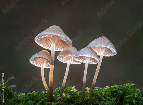 Common bonnets