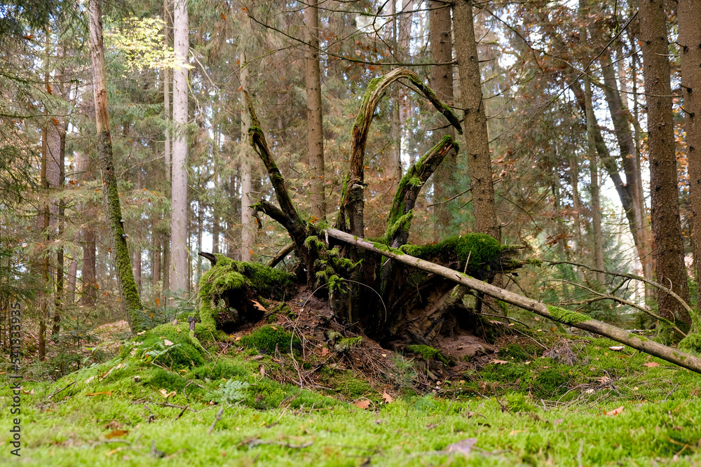 Mossy forest in sunshine. The light shines through the leaves on the forest floor. Bizarre deadwood and shadow plays make the autumn forest look very enchanted.
Mossy forest in sunshine. The light shines through the leaves on the forest floor. Bizarre deadwood and shadow plays make the autumn forest look very enchanted.