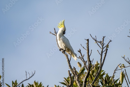 white cockatoo perched in a tree in a national park in springtime
