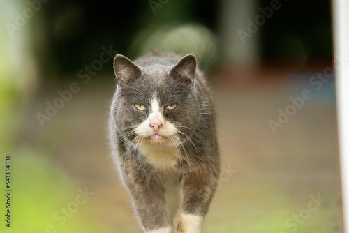 ugly cat looking at the camera. grey and white cat, white neck photo