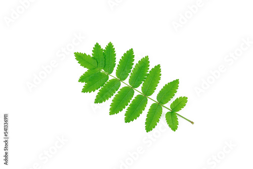 Rowan green leaves isolated on white background.