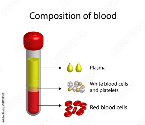 Blood Composition. Platelets, red blood (erythrocytes) and white blood cells (leukocytes). Medical test tube, Glassware or flask. Vector educational illustration.