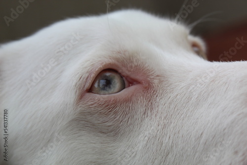 Perro Albino ojos celestes