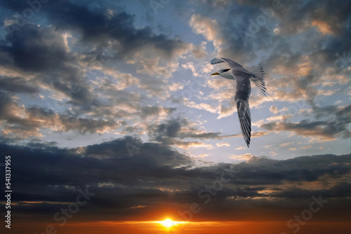 Vol d oiseau au couche de soleil de Mo orea 