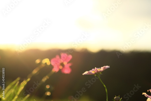 Fototapeta Naklejka Na Ścianę i Meble -  美しいコスモスの花
