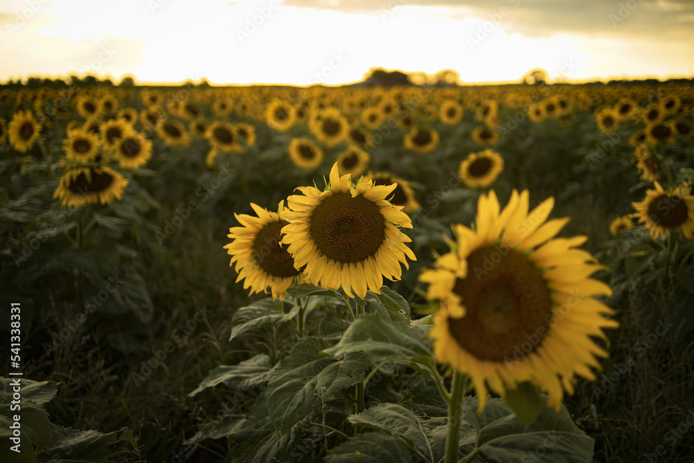 Sunflower Field at Sunset - Hunter Valley