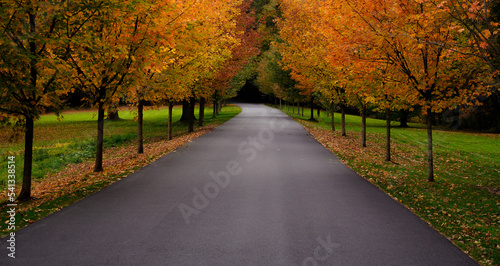 road in autumn