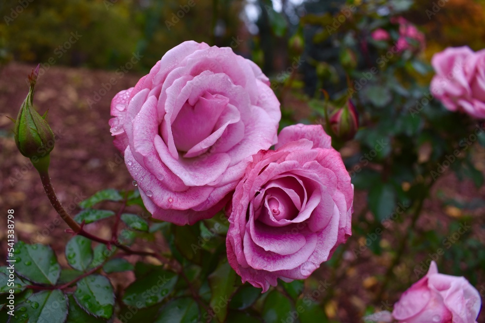 pink roses in a garden pink roses in a garden