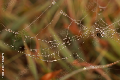 dew drops on spider web