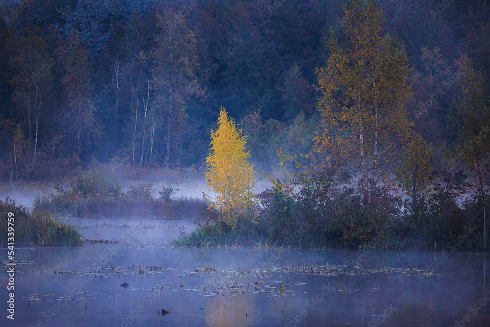 Single tree shows beautiful Autumn colors on foggy October morning