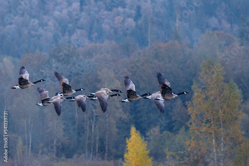 Fotografie, Tablou Close up of a gaggle of Canada Geese (Branta canadensis) flying