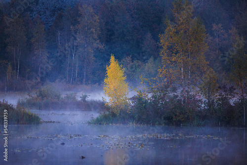 Single tree shows beautiful Autumn colors on foggy October morning