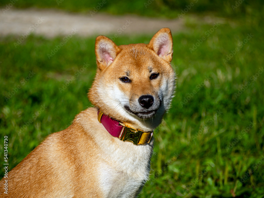 Shiba Inu plays on the dog playground in the park. Cute dog of shiba inu breed walking at nature in summer. walking outside. 