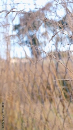 grassland in the field on a sunny day	