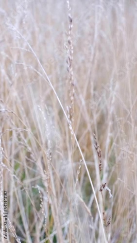 grassland in the field on a sunny day	