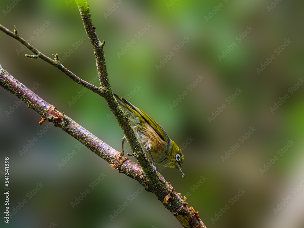 Yellow White Eye Going Down Yellow White Eye Going Down