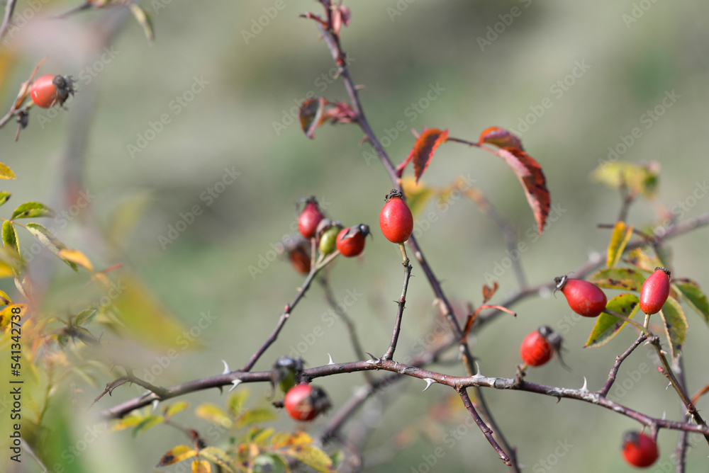 rosa canina, dog rose berries on twig closeup selective focus rosa canina, dog rose berries on twig closeup selective focus