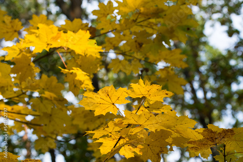 yellow maple fall leaves on branch selective focus
