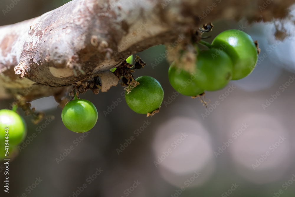 Exotic fruit. The green jaboticaba growing on the stem of the ...