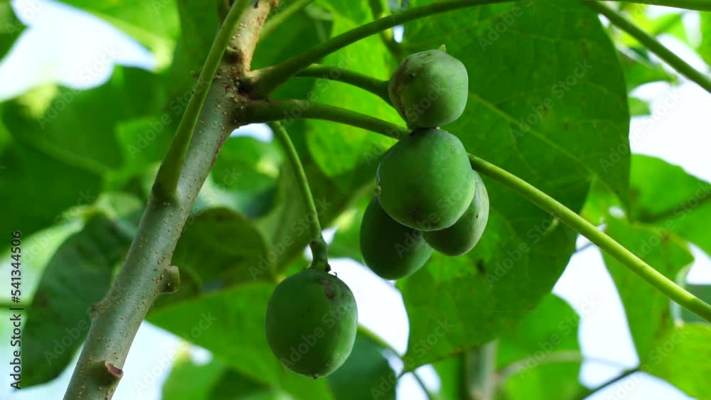 The fruit of Jatropha curcas (Also called jarak pagar, physic nut, Barbados nut, poison nut, bubble bush, castor oil plant, hedge castor oil plant) leaves. Indonesian use the latex to stop bleeding