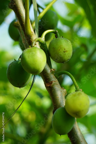 The fruit of Jatropha curcas (Also called jarak pagar, physic nut, Barbados nut, poison nut, bubble bush, castor oil plant, hedge castor oil plant) leaves. Indonesian use the latex to stop bleeding photo