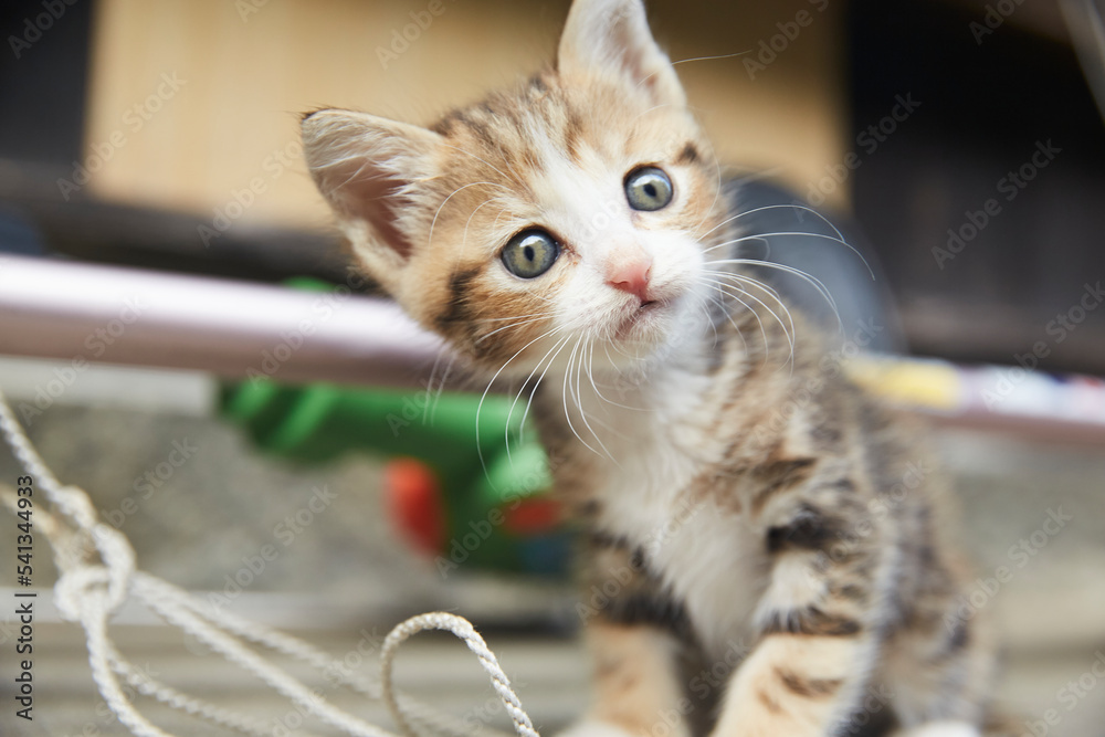 Naklejka premium 可愛い猫さん