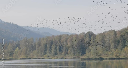 Slow motion of gaggle of Canada Geese (Branta canadensis) flying over lake