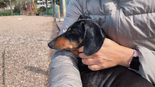 Adorable dachshund dog sits on the lap of owner wearing puffer jacket, who scratches neck of pet with hand during a walk, front view. Person resting with pet outdoor.