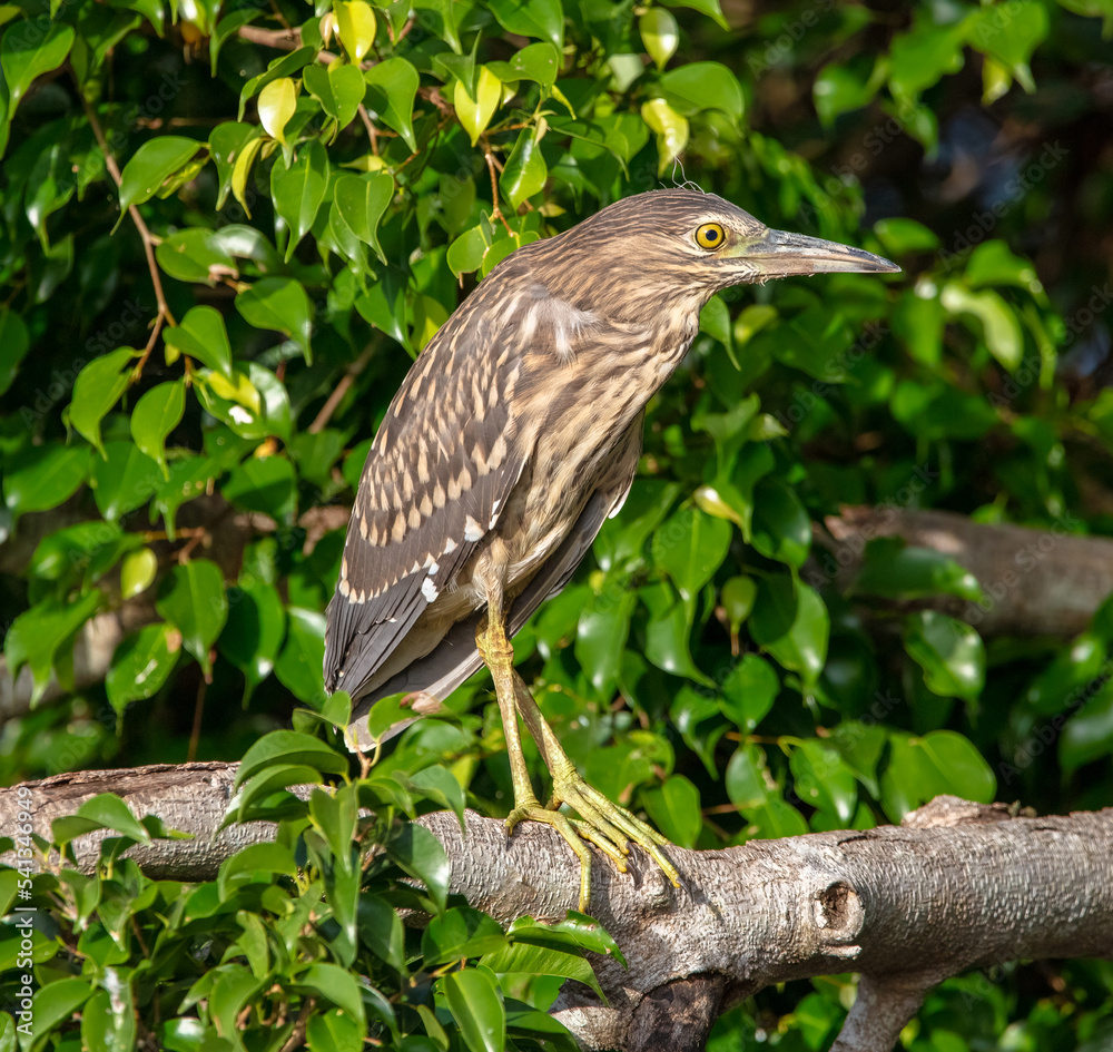 Juvenile night heron Juvenile night heron