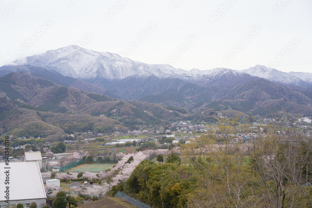 Cherry blossoms are blooming at the foot of Mt. Ooyama covered with light snow                            