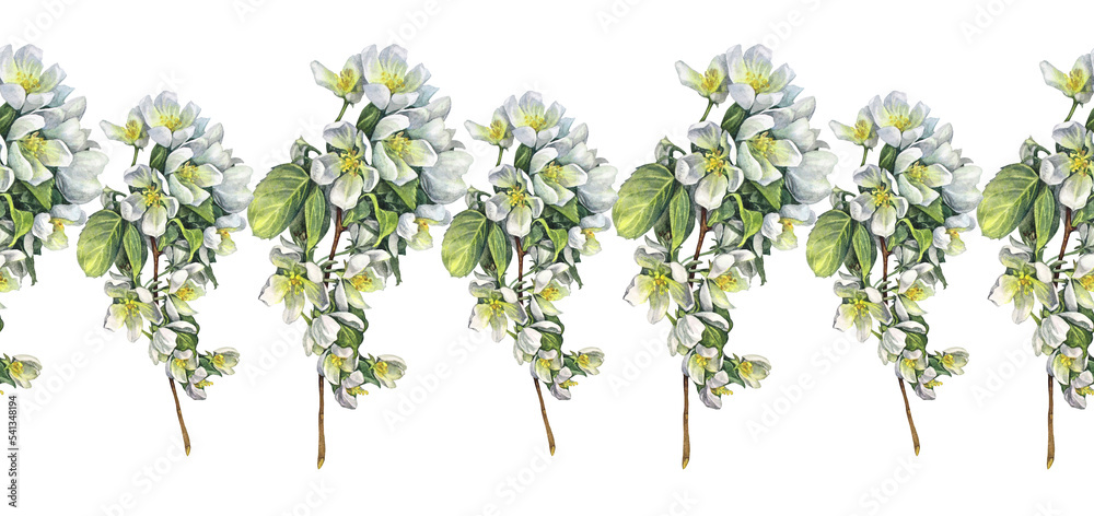 Seamless rim watercolor branch with apple blossoms on white background. Spring aromatic flowers. Lush foliage for romantic celebration. Border for wedding invite or 8 March. Wallpaper wrapping