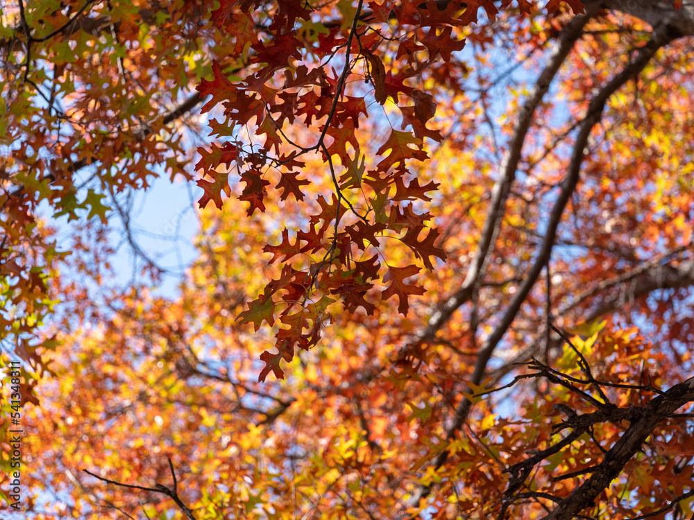 autumn leaves in the sun