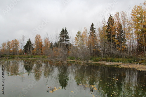 autumn in the forest