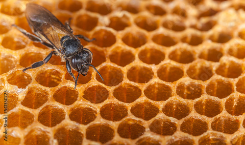 close up of honey bee on honeycomb © BigKhem