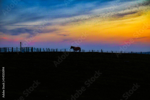 Caballo al atardecer