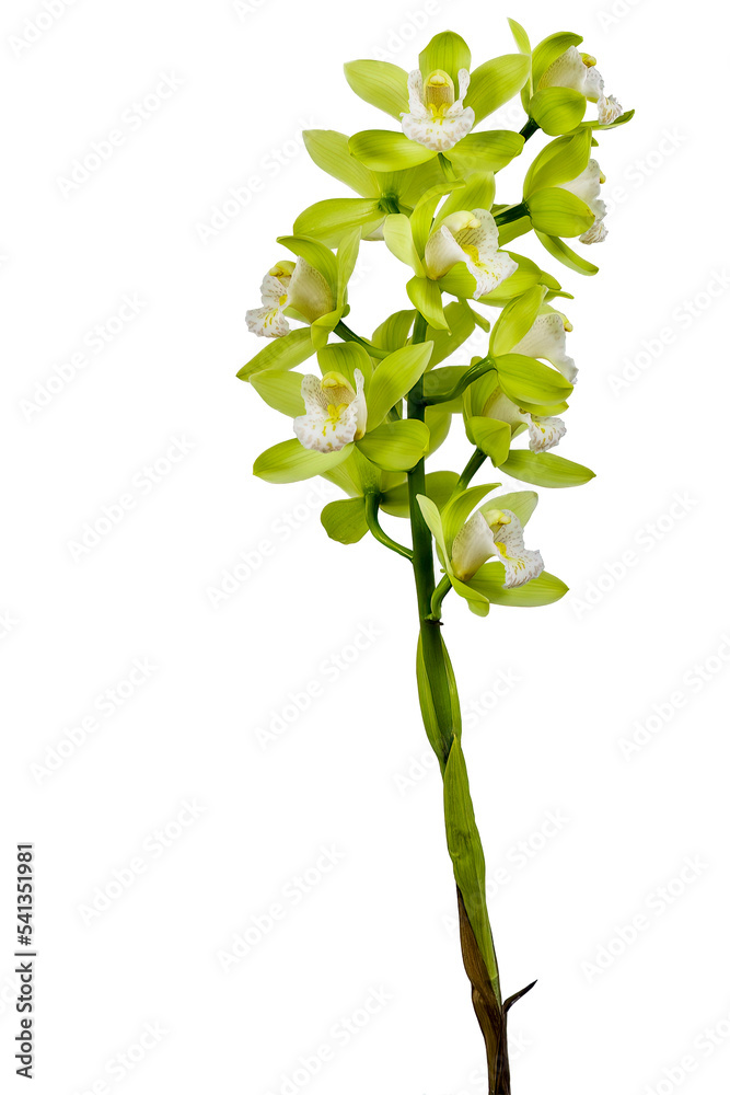 Naklejka premium Cymbidium Orchid isolated on white background
