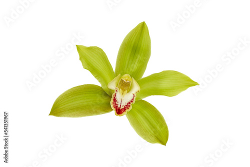 Cymbidium Orchid isolated on white background
