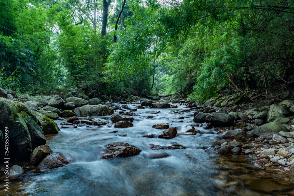 Obraz premium stream in the forest