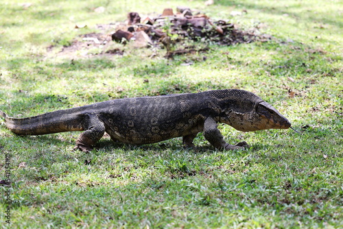 Komodo dragon on green grass field. Outdoor Komodo dragon in sunlight (Varanus salvator) or common water monitor, large varanid lizard native to South and Southeast Asia. selective focus