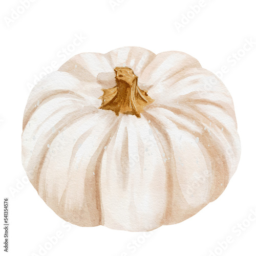 Autumn white pumpkin watercolor illustration design