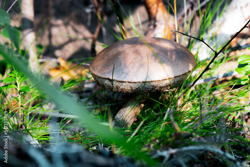 A species of spongy cap mushrooms of the genus Leccinum, or Obabok. Close-up of a boletus in the grass, soft focus
