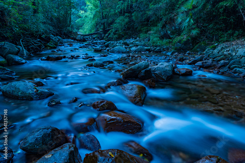 stream in the forest