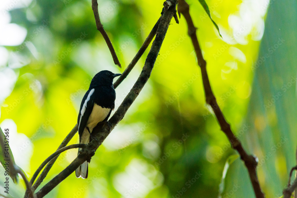 Obraz premium Bird sitting alone