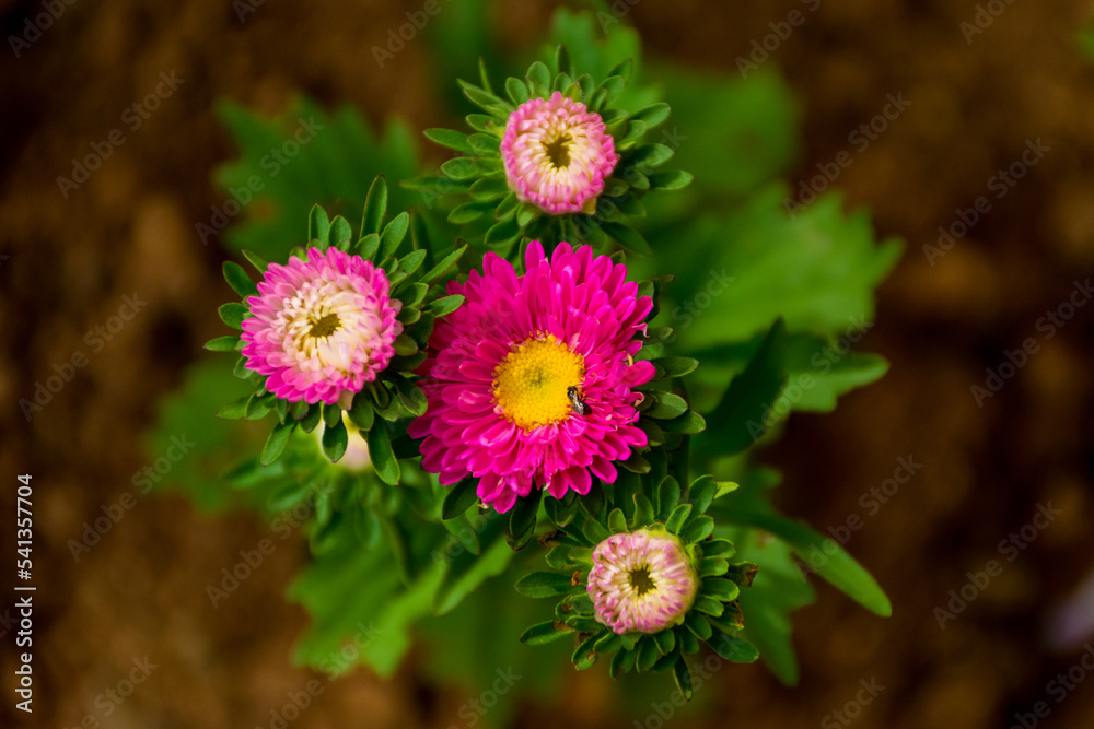 Fototapeta premium Pink flower