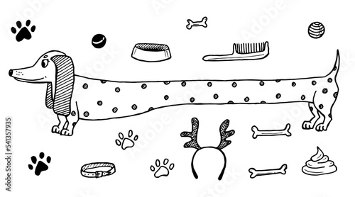Polka-dotted dachshund dog and accessories for playing and taking care of him. Hand-drawn doodles. Vector illustration. Elements of grooming: bowl, balls, bones, comb, collar.