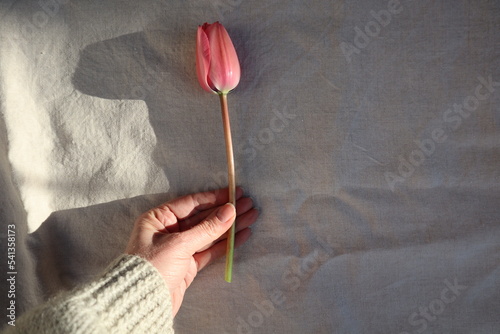 Single pink spring tulip held in hand on linen background