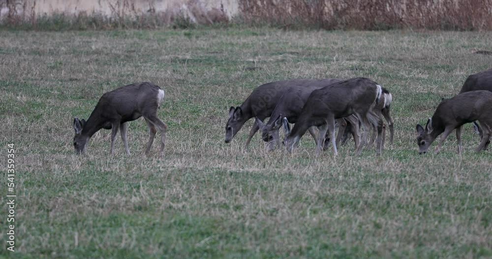 Deer herd grazing in farm field October Utah. Wildlife enter farm field to eat grains alfalfa