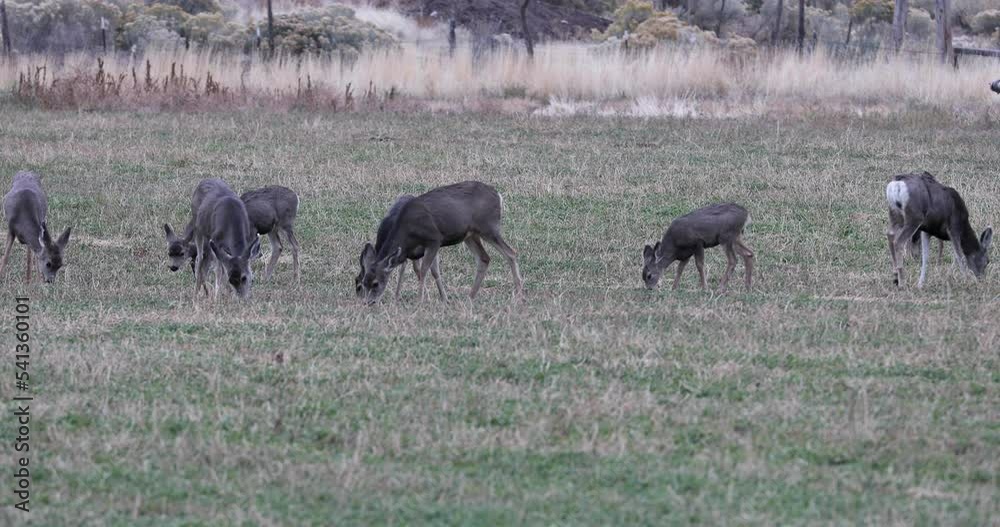 Video Stock Deer herd in farm field October Utah. Wildlife enter farm